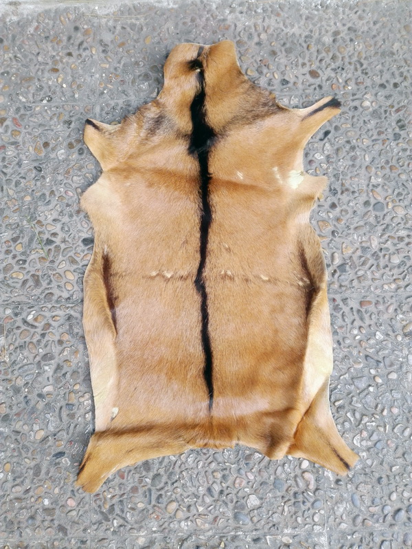 piel animales 57x40 3u 80x46 61x48 80x50 90x74 110x85 113x100